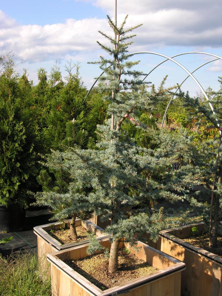 Horstmann Blue Atlas Cedar Katsura Gardens Horstmann Blue Atlas Cedar
