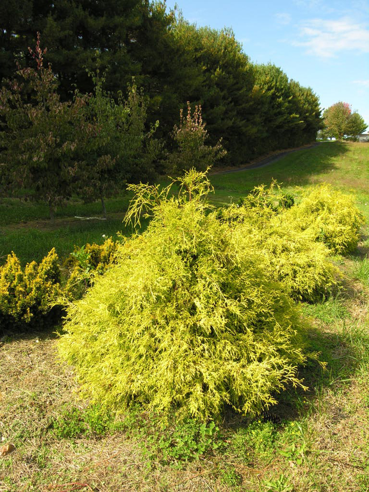 Gold Mop Threadleaf Cypress | Katsura Gardens Gold Mop Cypress